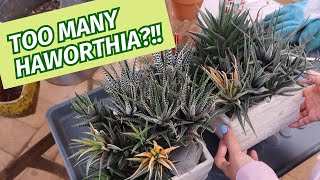 Dealing with overgrown Haworthia  Planting Haworthia [upl. by Bary]