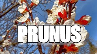 PRUNUS ARMENIACA also known as THE ARMENIAN PLUM [upl. by Risser]