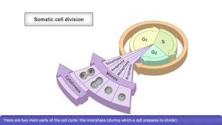 Cell Cycle [upl. by Teryl287]