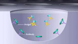 Principle of ELISA [upl. by Ical]