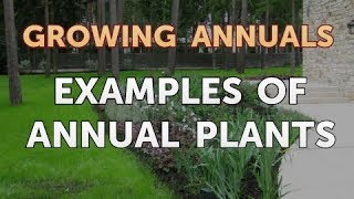 Examples of Annual Plants [upl. by Gnort493]