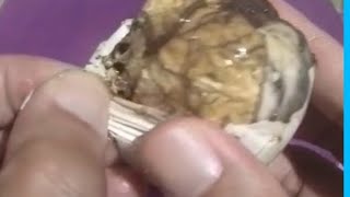 🌈Lets open BALUT ready to eat🥚egg embryo ASMR trending yummy🥚 [upl. by Branham]