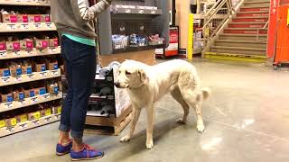 9 month old Anatolian ShepherdGreat Pyrenees Inca CA Dog Trainers [upl. by Eada]