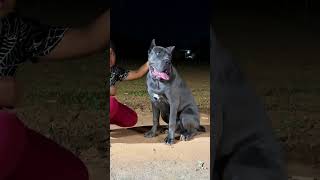 canecorso monsterdog italianmastiff [upl. by Eadrahs]