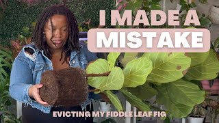 I Thought My FIDDLE LEAF FIG was dying  Repotting amp Care Tips for Healthy Growth [upl. by Dor687]