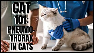 Cat 101 Pneumothorax in Cats [upl. by Kutzer75]