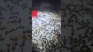 Camponotus Nicobarensis Ant Colony Explosion [upl. by Connel]