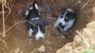 rescuing puppies abandoned by mother dogs in the cave [upl. by Ayet]