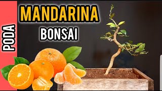 BONSAI DE MANDARINA PODA Y CORTE DE RAMA DE SACRIFICIO FUTURO BONSAI [upl. by Ynattib310]