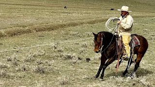 Little Foot Tagging calves [upl. by Yartnod]