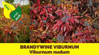 BRANDYWINE VIBURNUM  Viburnum nudum by Proven Winners [upl. by Sinnek255]