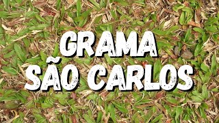 Grama São Carlos Tudo Sobre Essa Planta [upl. by Eetsirhc]