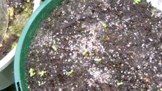 Cephalotus seedlings recently germinted [upl. by Ynafit]