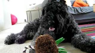 Bouvier des FlandresMs Jacqui [upl. by Marysa]