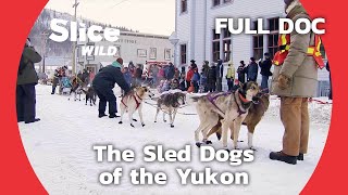 The Historic DogSledding Race in the Yukon  SLICE WILD  FULL DOCUMENTARY [upl. by Polivy]