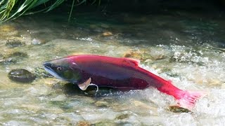 Best Wild Life Documentary  Salmon [upl. by Adieren]