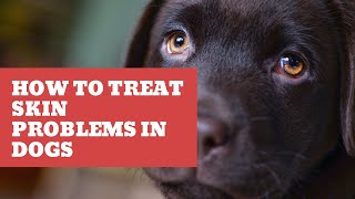 5 Most Common Skin Problems in Dogs and How To Treat Them [upl. by Amity]