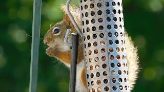 morning snack with a red squirrel [upl. by Aytac]