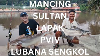 MANCING SULTAN LAPAK PVIV LUBANA SENGKOL [upl. by Christie]