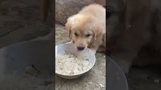 BenBen is hungry cutpuppy doglover goldenretriever [upl. by Daveta]