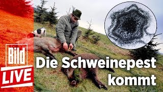 Die Schweinepest bedroht Deutschland – BILD Live 09012018 [upl. by Silvanus144]