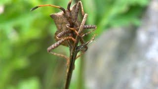 Coreus marginatus the dock bug [upl. by Nnybor]