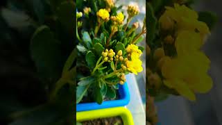 kalanchoeplant short funny tranding [upl. by Maddalena]