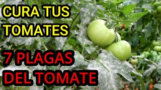 7 Plagas más comunes en plantas de tomate 🍅  Como combatir plagas en Tomates [upl. by Collins277]