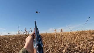 Dogless Upland Bird Hunting [upl. by Yemarej233]