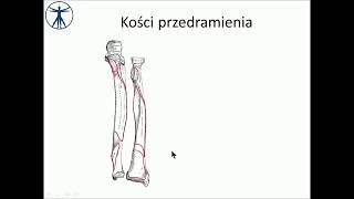 Kości przedramienia i staw łokciowy PL wstęp [upl. by Gascony]