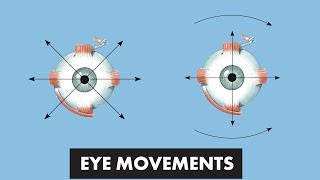 Eye Movements  Anatomical Movements vs Cardinal Positions of Gaze  MEDZCOOL [upl. by Mrots]