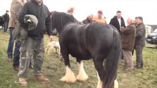 Ballinasloe Horse Fair [upl. by Ovatsug]