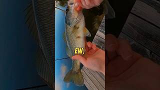 Creek Bass hitting saltwater baits hard Power BFS Fishing 🎣 [upl. by Keel]