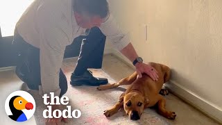 Guy Comes Home From Work With A Stray Dog  The Dodo [upl. by Latham170]