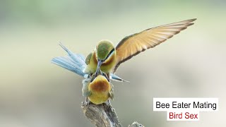 Blue Tailed Bee Eater Mating । Blue Tailed Bee Eater I BeeEater। [upl. by Vieva345]