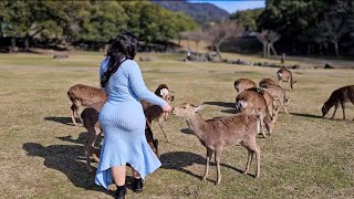 Nara Deer Park Japan  Walk [upl. by Enrobso]