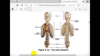 Anatomy I Chapter 5 Axial Skeleton Part 1 [upl. by Audres]