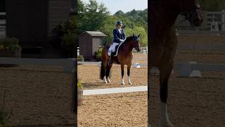 Welsh Cob at Hartpury Regionals Felt a bit out of our depth [upl. by Curren871]