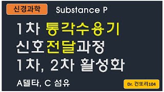 말초피부에서 통증 신호가 전달되는 과정 with 다양한 물질들 primary afferent nociceptor substance P [upl. by Yedrahs281]