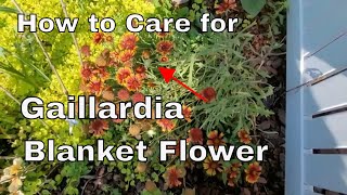 How to Care for a Gaillardia or Blanket Flower  Tips and Trick  How Big to They Grow [upl. by Enawd]