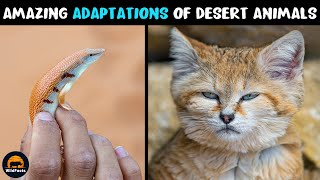 10 Amazing Adaptations of Desert Animals [upl. by Swamy]