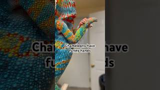 Mittens clampers grabbers chameleons really do have the funniest hands funnypets petvideos [upl. by Ikiv]