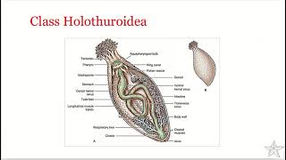 Phylum Echinodermata  Class Holothuroidea [upl. by Acisey]