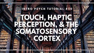 Touch Haptic Perception amp the Somatosensory Cortex Intro Psych Tutorial 50 [upl. by Erdnaid]