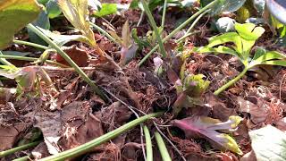 Time to Trim Hellebores Lenten Rose [upl. by Niassuh]