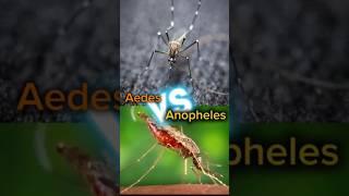 11 Aedes vs anopheles comparison mosquito aedes anopheles [upl. by Allehcim]