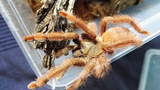 Przeprowadzka oraz aranżacja terrarium samicy Tapinauchenius gigas [upl. by Alleul]