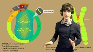 Mitosis Paso a Paso [upl. by Banquer785]