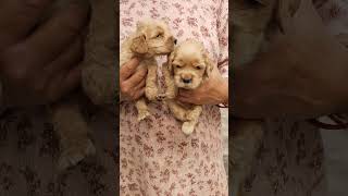 COCKER SPANIEL PUPPY ❤️🌷 98885 63035 🎯🎯 [upl. by Catherin]