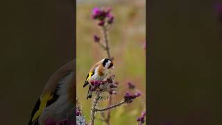 European goldfinch call sound eats thistle seeds Stillits Stieglitz Gesang p1000 shorts birds [upl. by Kciredes697]